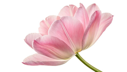 Obraz premium Soft pink tulip flower in full bloom with delicate petals, isolated on transparent background, high-quality PNG available for creative projects 