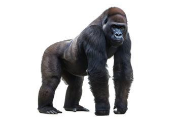 Powerful Gorilla Image: High-Resolution Wildlife Photo transparent background