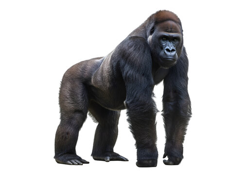 Powerful Gorilla Image: High-Resolution Wildlife Photo transparent background - Powered by Adobe