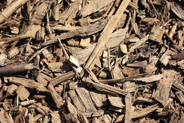 Close Up Background Texture Of Dry Brown Natural Wood Chips And Shredded Bark Used As Garden Mulch Or Ground Cover. Abstract Wooden Pattern Detail. Top View.