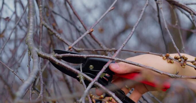 Pruning cherry tree branches using pruning shears. Early spring gardening. 4k slow motion video