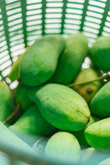  Mango collected in a crate..