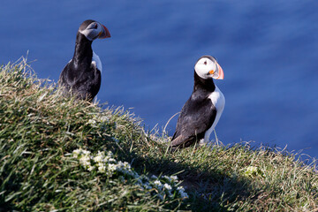 Two atlantic puffins on grass covered cliff looking right with the sea as a background