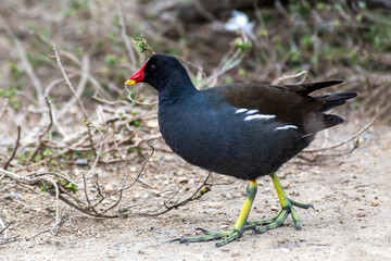 Poule d'eau (Gallinula chloropus) marchant 
