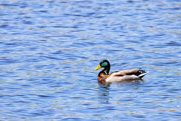Colors dance on the water as a mallard drifts serenely through the shimmering lake. Copy space.