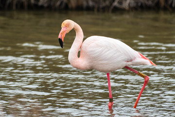 Flamant rose bagué (Phoenicopterus roseus) marchant dans l’eau