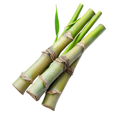 Fresh sugarcane stalks isolated on white background.