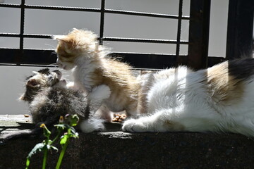 Close-up of a fluffy calico kitten lying on a sunny sidewalk in Istanbul, playfully biting its paw near a kibble.
