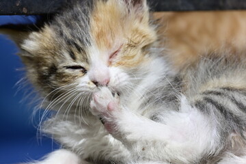 Fototapeta premium Close-up of a fluffy calico kitten lying on a sunny sidewalk in Istanbul, playfully biting its paw near a kibble. 