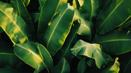 Lush green banana leaves basking in sunlight, creating a vibrant tropical atmosphere