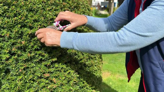 woman cutting a conifer with scissors in the garden
