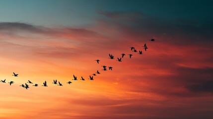 flock of birds silhouette flying at sunset.