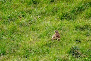 Dieser wunderschöne Turmfalke hat sich direkt bei uns zu Hause im Garten niedergelassen. Zwischen den Grashalmen gut getarnt, wirkte er vollkommen ruhig – als würde er sich eine kleine Pause gönnen.