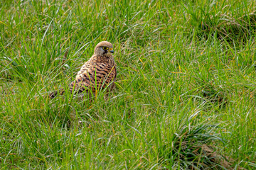 Dieser wunderschöne Turmfalke hat sich direkt bei uns zu Hause im Garten niedergelassen. Zwischen...