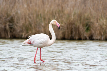 Flamant rose (Phoenicopterus roseus) en pleine nature