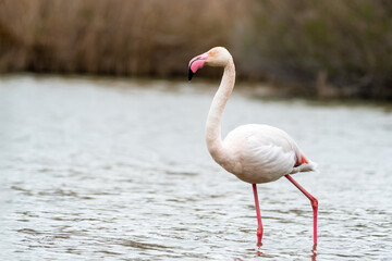 Flamant rose (Phoenicopterus roseus) en pleine nature