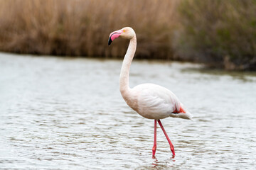 Flamant rose (Phoenicopterus roseus) en pleine nature