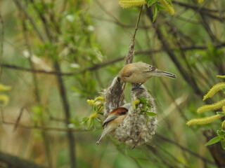Two Eurasian penduline tits interacting near their hanging nest in a willow tree