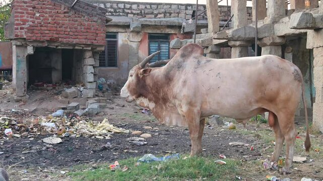 Zubu bull, humped cattle, Bos indicus in Hampi city, India, dilapidated houses and waste, indian farm