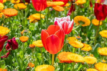 Obraz premium 春の花壇に咲くチューリップとキンセンカ