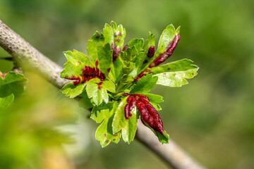 Young hawthorn leaves (Crataegus) in spring with red blisters caused by the hawthorn aphid (Dysaphis crataegi). Early fight aphid disease