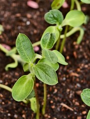 Close up picture of sunflower sprout in soil .