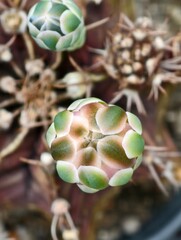 Macro close up picture of flower bud of gymno cactus. 