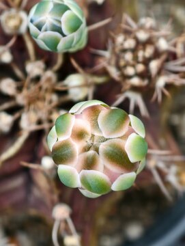 Macro close up picture of flower bud of gymno cactus. 