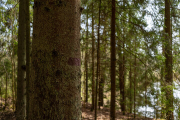 Obraz premium Forest Tree with Trail Mark in Purple Paint. Close view of a tree trunk marked with a purple rectangle in a green forest, indicating a hiking path or trail route.