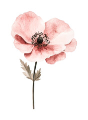 Delicate pink poppy flower with green leaf, cut out - stock png.