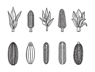 Hand drawn sweet corn vector graphic for creative projects