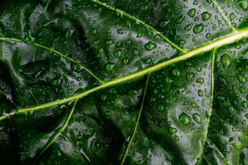 Water drops splashing on green leaf, purity nature background