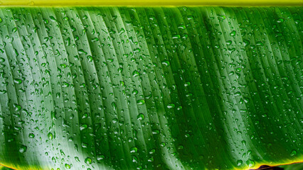 Water drops on green banana leaf texture, purity nature background