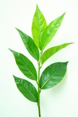 Obraz premium Focused green plant isolated on white background, green, botany