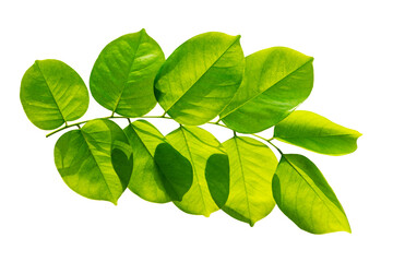 Green leaf isolated on white background