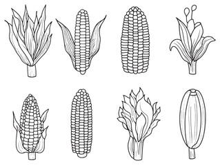 Sweet corn line art illustration for food design