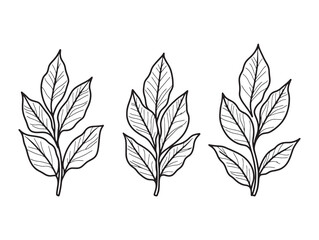 Amaranth plant with vibrant red leaves in sunlight