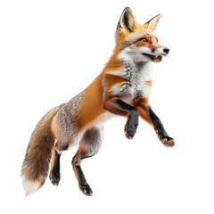 Obraz premium Playful fox jumping through the air in full body view isolated on bright white background