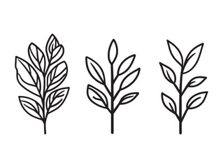 Amaranth foliage with rich color in natural light