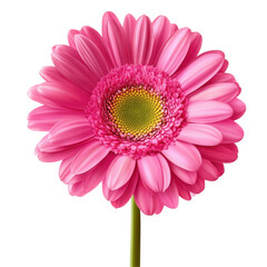 Bright blooming gerbera daisies displayed together and isolated clearly on a white background for floral design