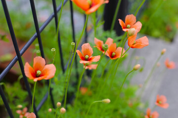 Orange poppy flowers blooming with green stems