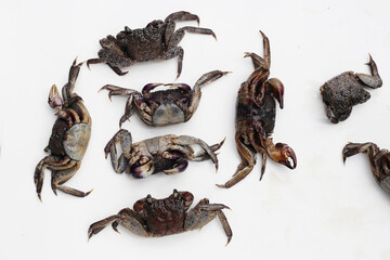 Preserved crabs for ingredient thai food