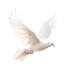Obraz premium Graceful white dove in flight with outstretched wings, cut out - stock png.