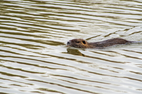 Ragondin (Myocastor coypus) en train de nager dans l&rsquo;eau