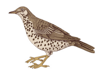 Mistle thrush hand drawn vector illustration