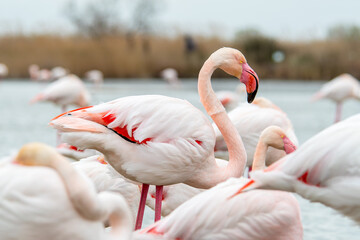 Naklejka premium Flamant rose (Phoenicopterus roseus) en pleine nature