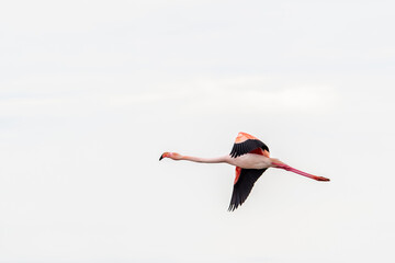 Flamant rose (Phoenicopterus roseus) en vol
