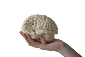 Human brain model showing structure and detail held carefully in hand isolated on white background