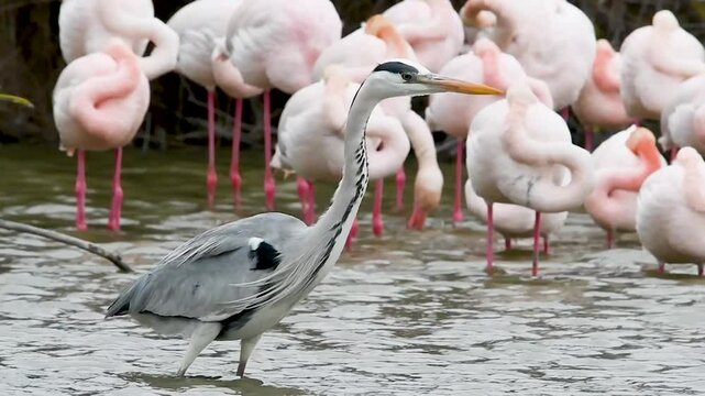 H&eacute;ron gris (Ardea cinerea) cherchant sa nourriture dans l&rsquo;eau