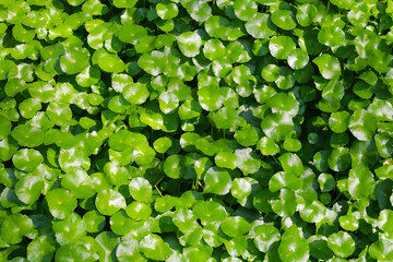 Centella asiatica green leaves, Fresh herb plant